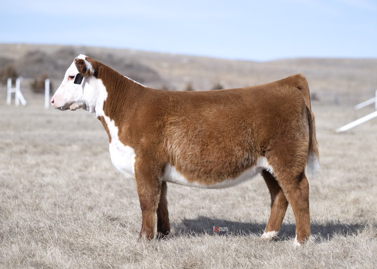 Check out this fall born heifer we are selling April 2.  Montgomery x 5580 (full sib to WhoMaker)