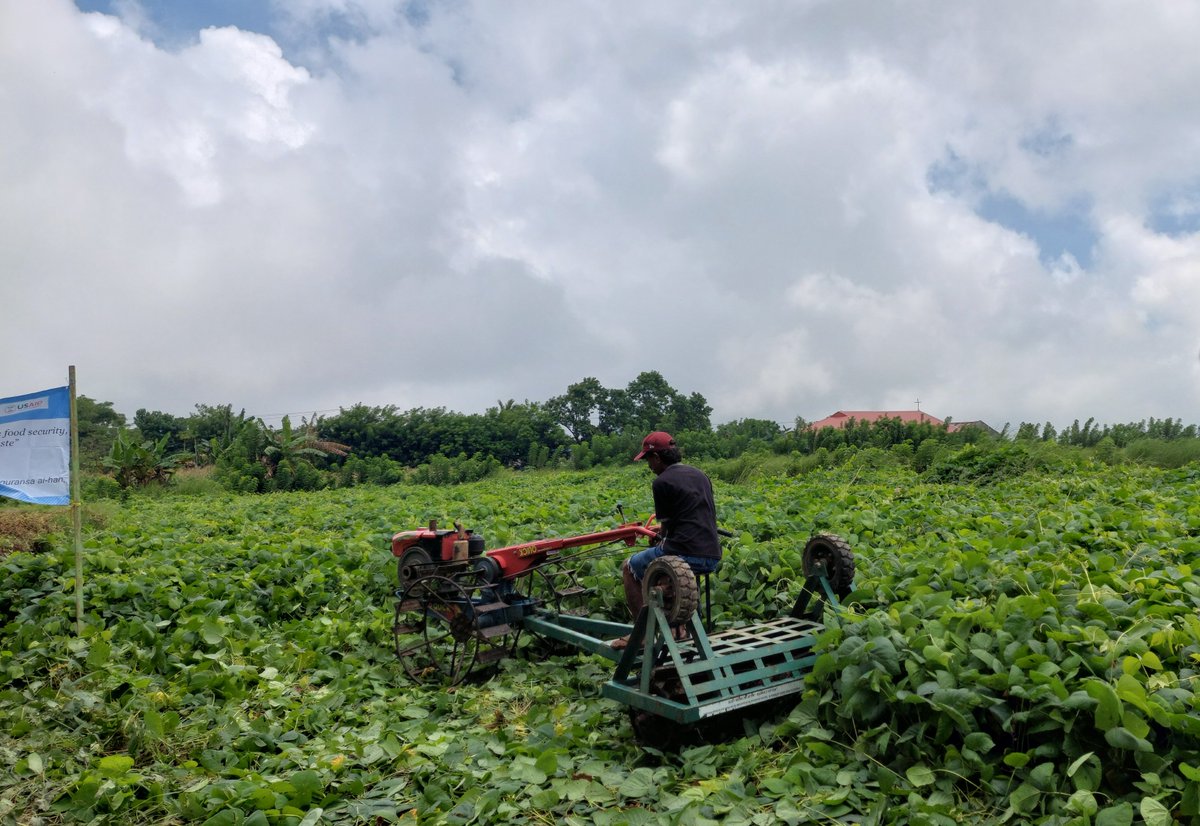 Demonstration of rolling a five-month Velvet Bean cover crop using a roller-crimper at a learning event in Darasula village, Baucau municipality. #OSROProject, #USAID, #Foodecurity, #MALFF, #MAPPF, #Foodresilience, #povertyreduction, #FAORAP, #FAOGlobalaction, #jobopportunity