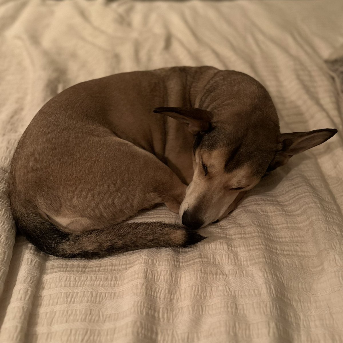 My Tomo looks like my dog? <a href="/10KTFshop/">Wagmi-san</a>