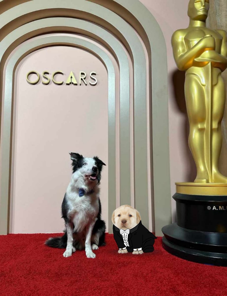 PerritoMamador's tweet photo. Suavecitos Premios Oscar 🐶🎥🏆 https://t.co/J5kwYxq0Hy