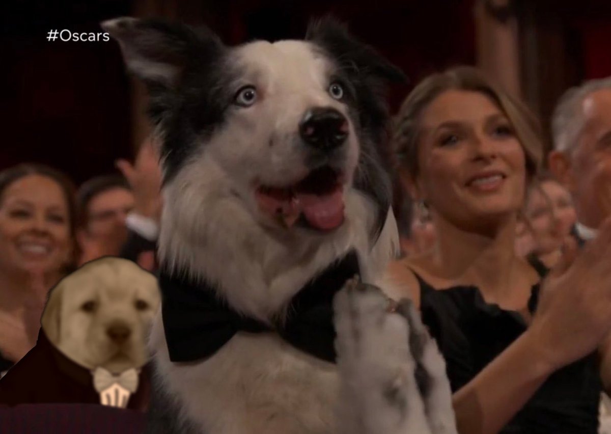 PerritoMamador's tweet photo. Suavecitos Premios Oscar 🐶🎥🏆 https://t.co/J5kwYxq0Hy