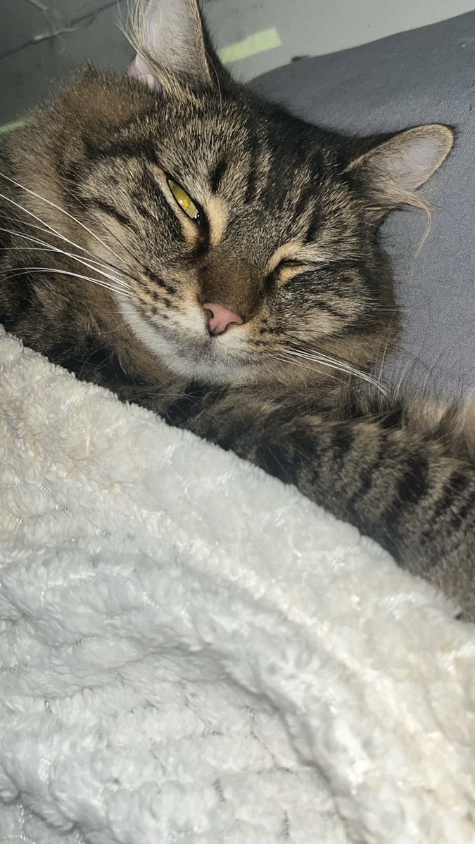 averagetard's tweet photo. certified cat dad https://t.co/0Rqhv4k1we