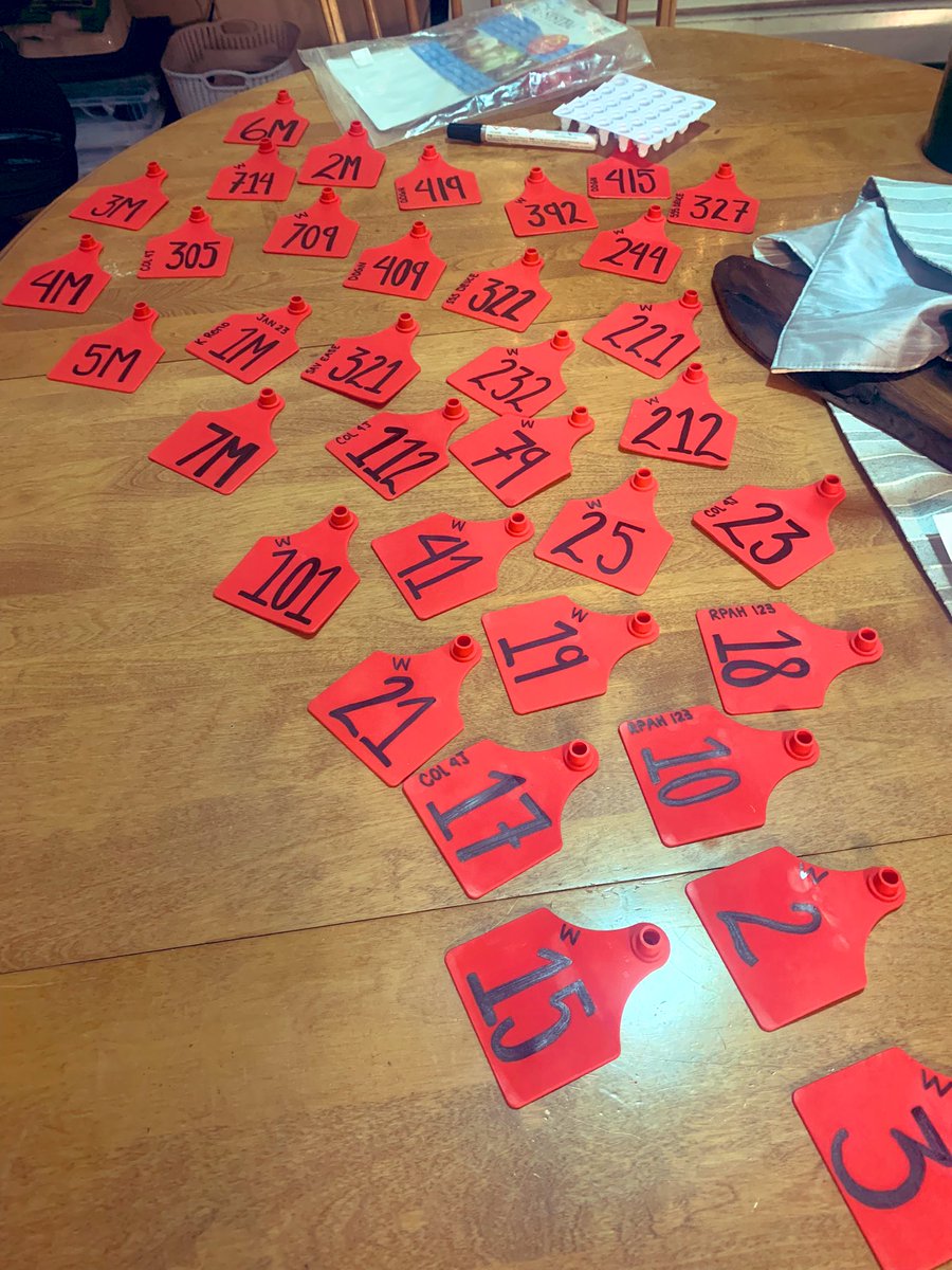Better late then never.  Tags are complete. Let the fun begin! #calving24