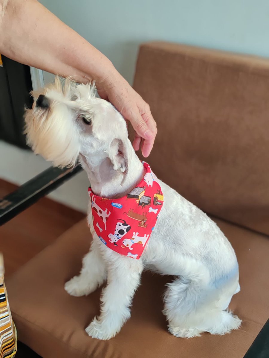FlOrdonez's tweet photo. Me siento tan triste! Gracias @Aeromexico porque hoy no permitieron que mi perrito abordara su vuelo de Honduras a Canadá. Aún cuando contaba con toda su documentación.  😭 Ayer mi hermano hizo el check in y dijeron que todo estaba en orden, ya hoy pidieron otro doc nada que ver https://t.co/LyvkpDhXK3