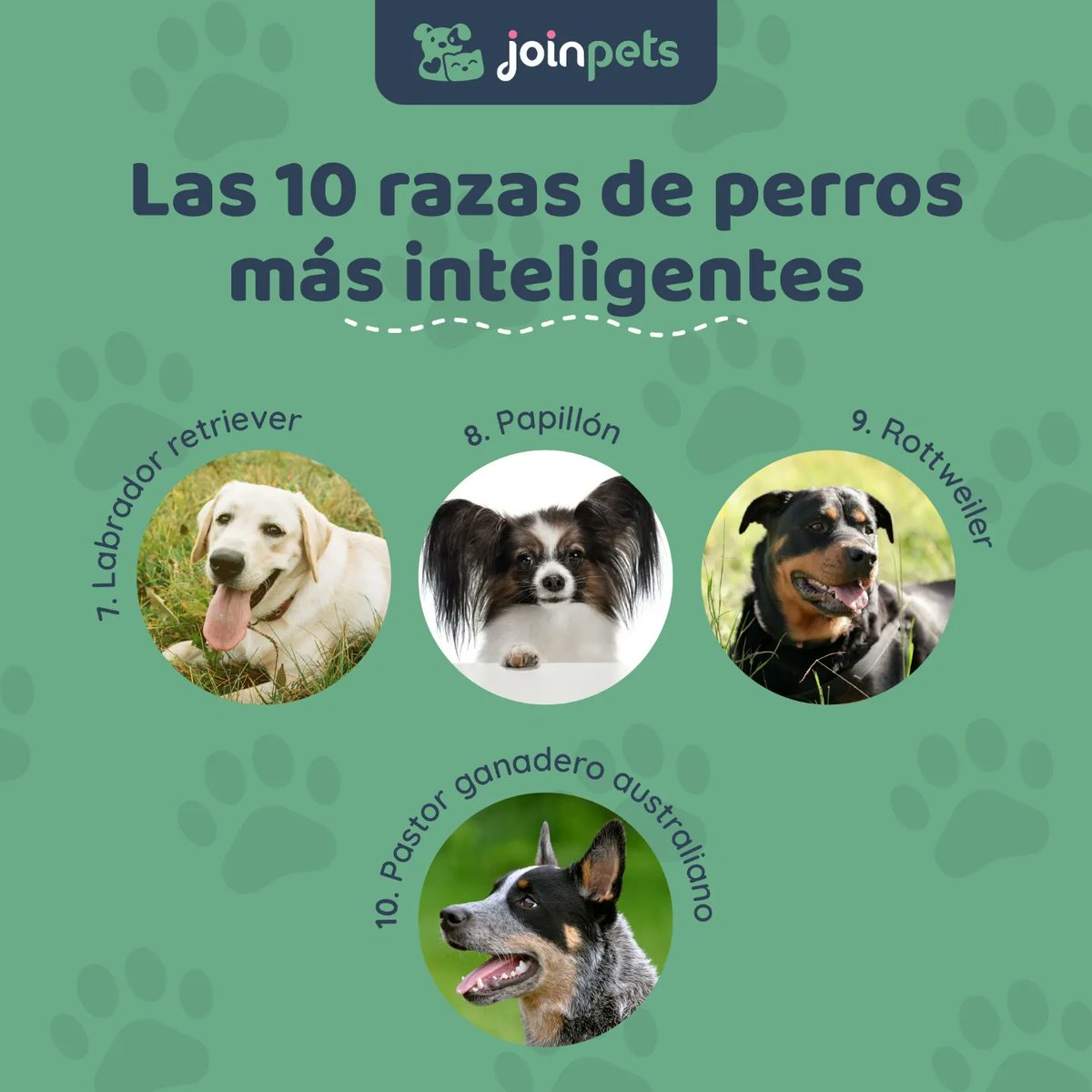 🤔 ¿Sabías que estas son las 10 razas de perros más inteligentes? 💡

Comenta si tienes algun perrito en casa de alguna de estas razas 🐶☺️

#perros #amantesdeperros #cachorro #mascotas #mascotasfelices #curiosidades #sabiasque #curiosidadesdeperros #inteligencia #razasdeperros