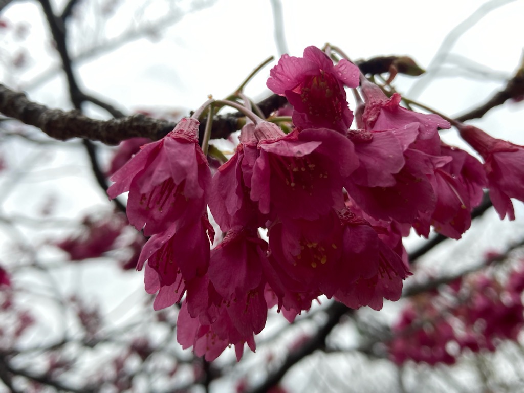 都立日比谷公園(Hibiya Park, Tokyo) 園長の採れたて情報 على X