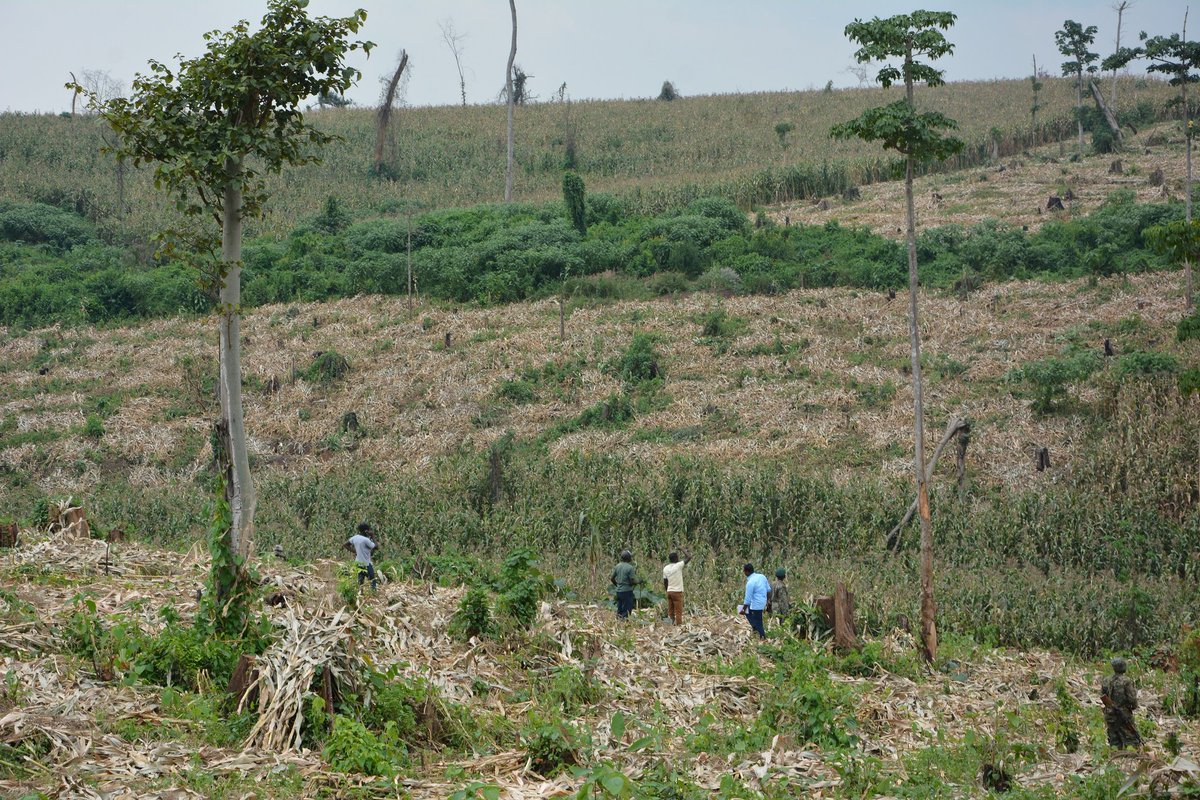 wasswaBrian23's tweet photo. BUGOMA FOREST!
About 800 hectars have been surrendered for charcoal burning and about 2500 hectares are cleared and used by @HoimaSugar to grow sugarcanes.
What will be the sequester on the carbon emissions caused by the #EACOP project.
#SaveBugoma
#StopEACOP https://t.co/msDJs1Q9BT