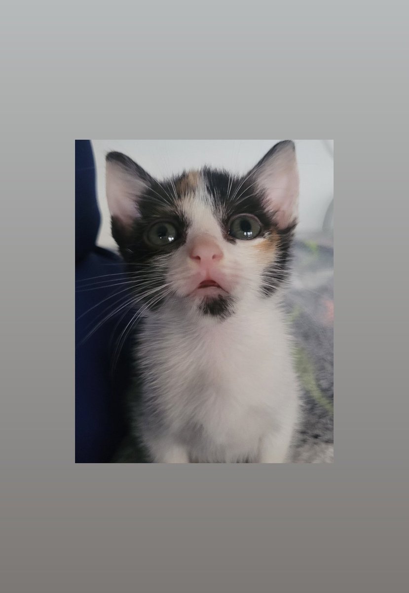 ALEJANDRA1449's tweet photo. Para quien me tiro en una bolsa con mi hermanito... Pinché viejo pendejo 🤬 #gatos https://t.co/vTftwD3lLn