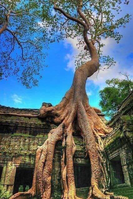 angkorwatdriver's tweet photo. car taxi driver in Cambodia https://t.co/wbI9huqwv9 , https://t.co/6Wx7d0IOY1 https://t.co/UPa43T7fOB #Cambodia #Asia #traveler #traveling #worldtraveler #travelblog #tourist #trip #UNESCO #Today #vacation #holiday #travelgroup #familytravel https://t.co/pmK7Gn0pCk