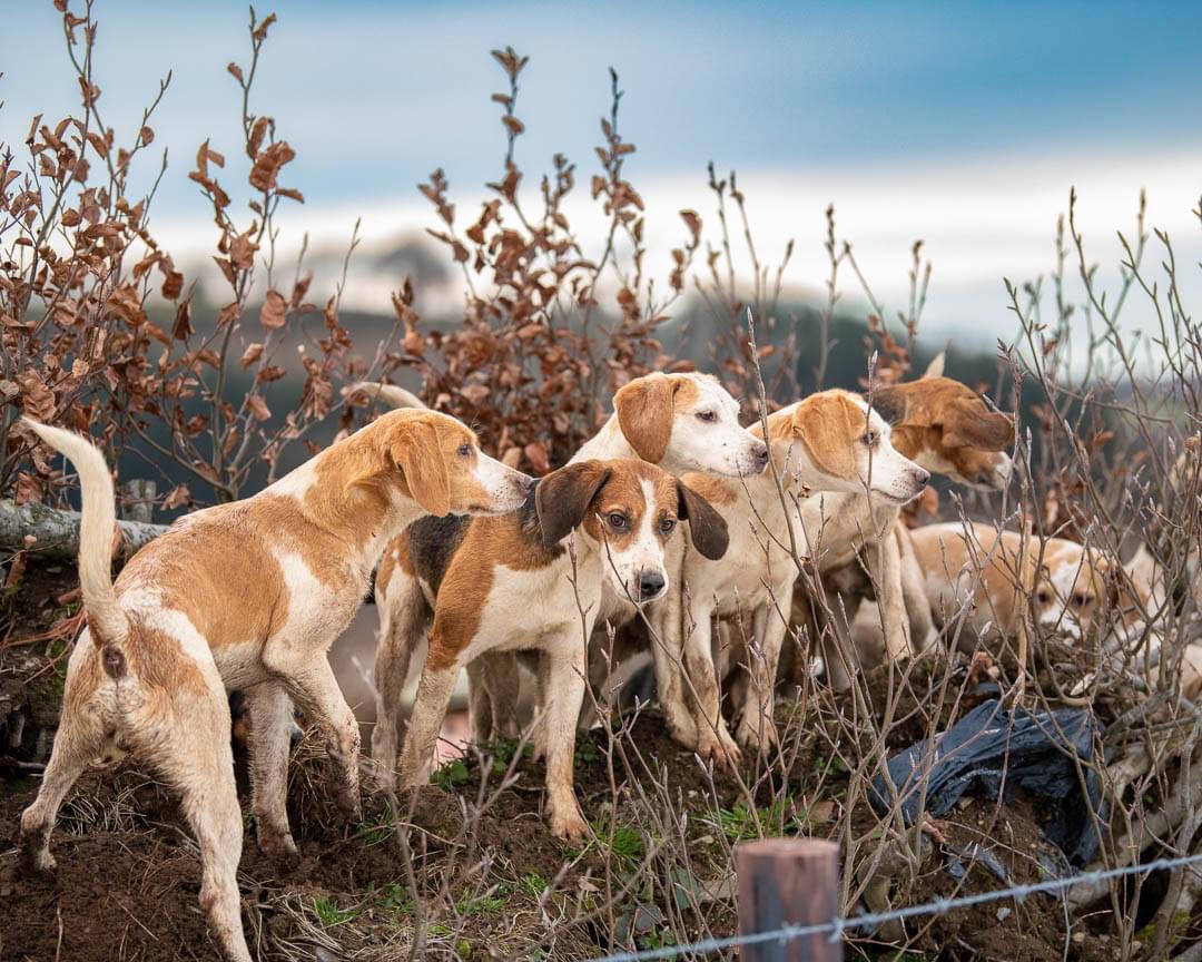 #beagle #beagling #houndsports #workingdogs #followhounds