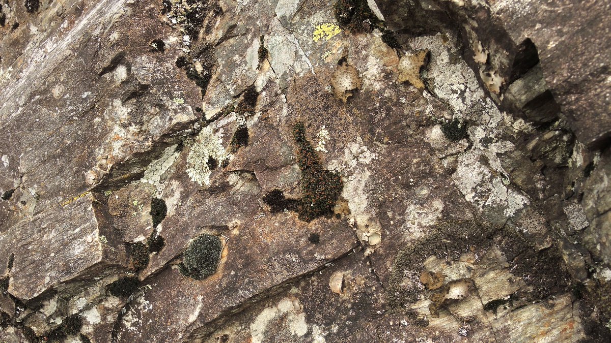 We  recently discovered a new occurrence of Schistidium spinosum in the  Black Forest, Germany, a tiny species with sinose-toothed hairpoint  and cyathiform capsules with perforated peristome. I was there last  weekend and luckily the capsules were just ripe