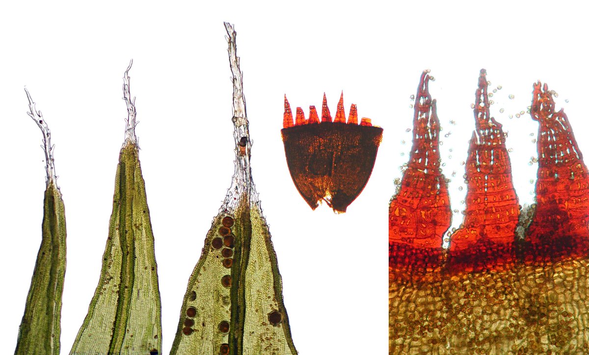 Michael Lueth tweet media