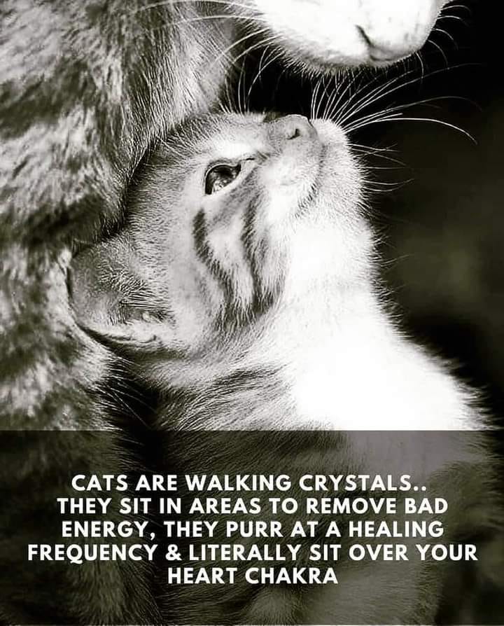 #cats #catsoftwitter #walking #crystals #badenergy #purr #healingfrequency #heartchakra 
#heartspace #massage #healing