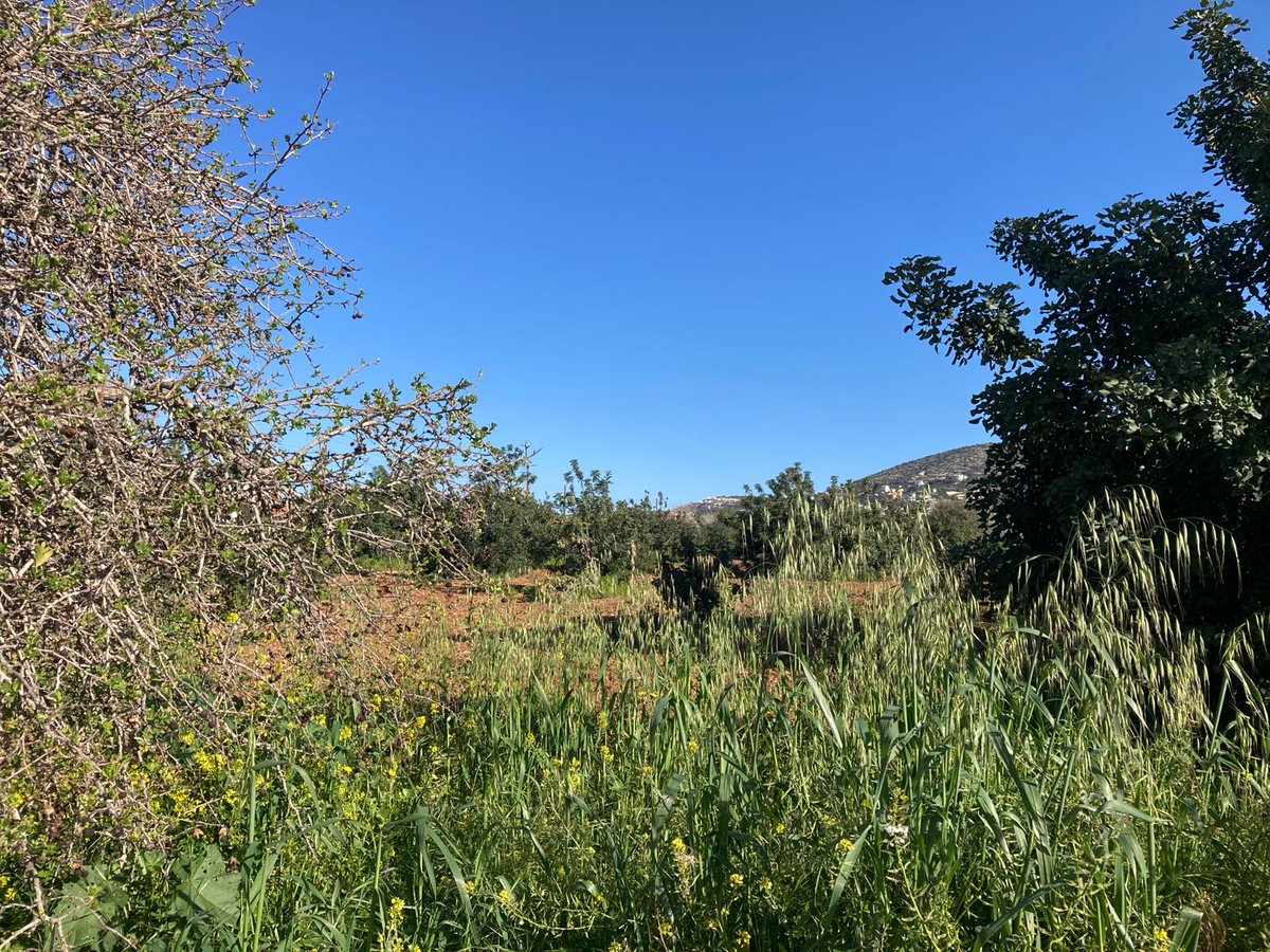revPACman's tweet photo. A beautiful blue sky in #Tremithousa at 7.30 am today when taking Dylan for a walk. #pafos #paphos #cyprus https://t.co/31v7Tet2qP