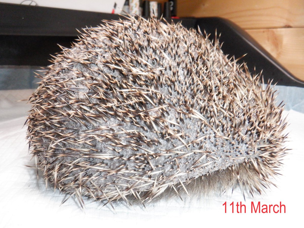 Hedgehogs are amazing. You'd never guess that beneath that casually trundling little body, biological magic is happening - at lightning speed. The time between conception and birth is just 5 weeks. Five weeks! From nothing, to a fully formed little hedgehog. And not just one.