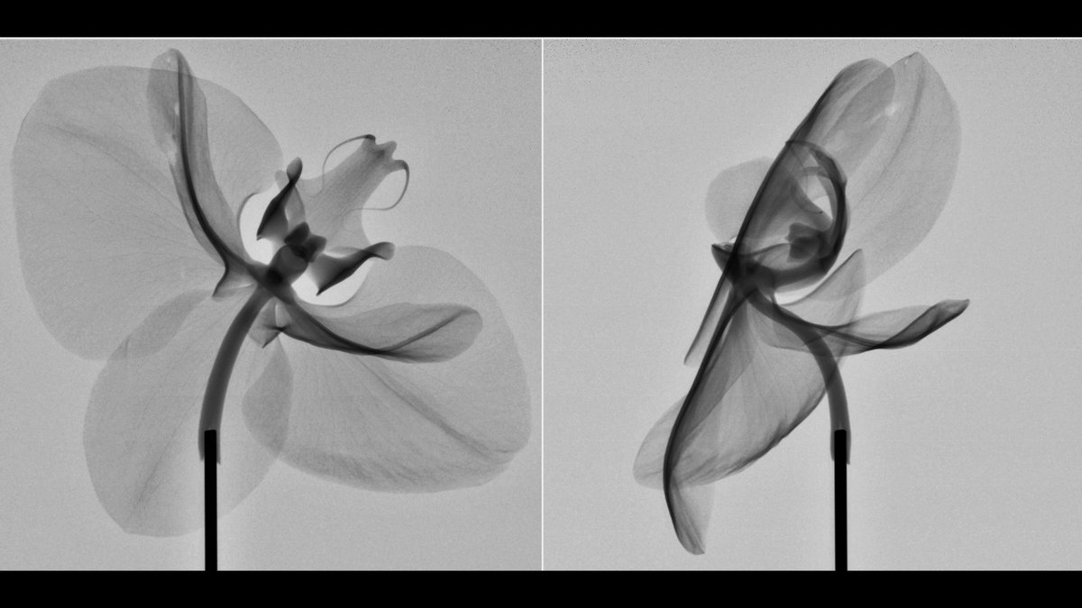 XsightXray's tweet photo. Today we celebrate #PlantAFlowerDay.
#xsightxray #nikonmetrology #microct #xray #industrialxray #xrayinspection #computedtomogrophy #industrialtomography #inspectionservices #nondestructivetesting #3dscanning #ndt #ctscan #xrayct #qualityassurance #failureanalysis #3drendering https://t.co/fAAvTUdiVK