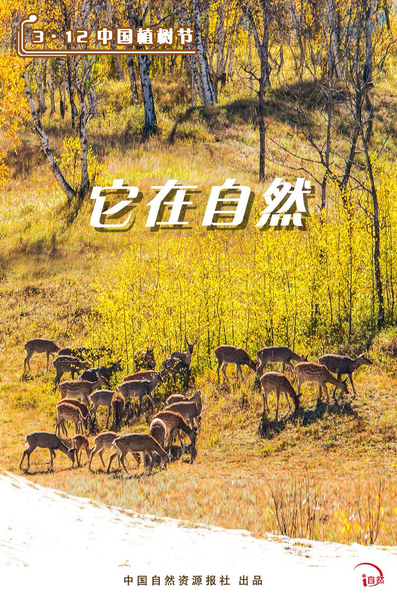 leanjushi1's tweet image. 人与自然和谐共生 #植树节 #TreePlantingDay