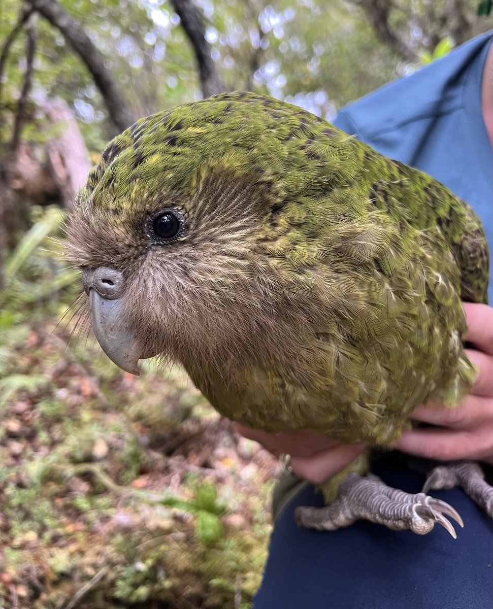 Female #kakapo Kuihi during a transmitter change and health check on Whenua Hou today. We currently change transmitters every 1 - 1.5 years, but a new design in final stages of testing will last much longer and be easier to fit. #conservation #parrots #fieldwork.