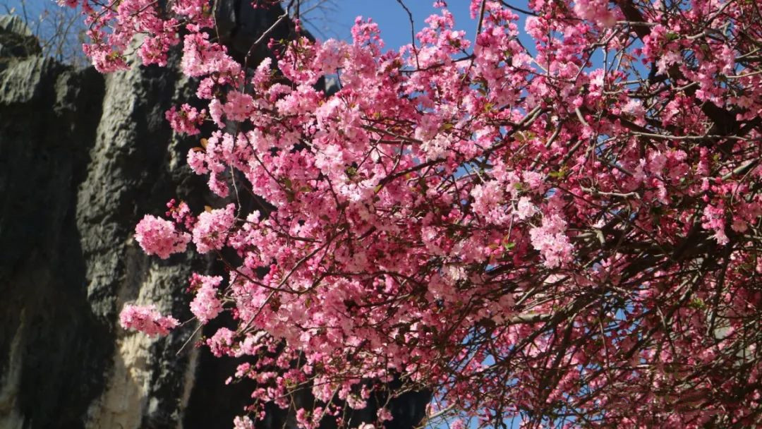 Kunminginfohub's tweet photo. The crabapple blooms are casting a romantic hue over Kunming's Stone Forest. A tapestry of flowers set against stone—spring's own masterpiece. #SpringAwakening #Kunming #NatureArt https://t.co/e6jpRfHOxp