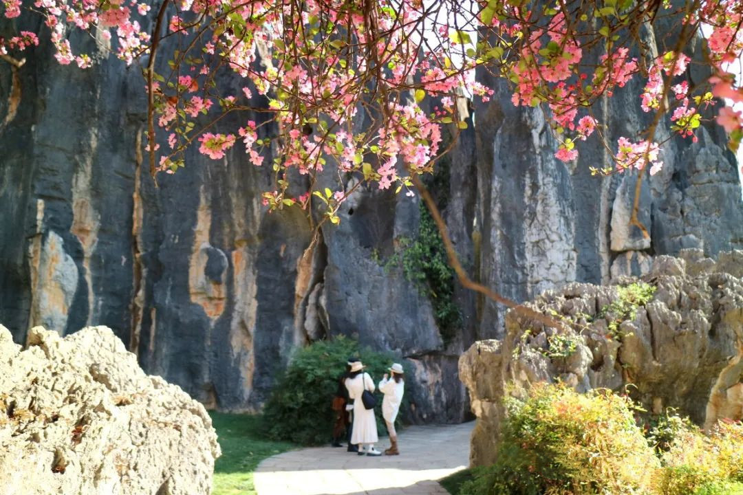 Kunminginfohub's tweet photo. The crabapple blooms are casting a romantic hue over Kunming's Stone Forest. A tapestry of flowers set against stone—spring's own masterpiece. #SpringAwakening #Kunming #NatureArt https://t.co/e6jpRfHOxp