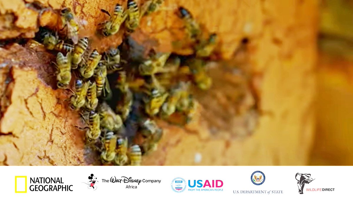 Bees' elaborate flight patterns are a communication tool - that looks like dance moves! Tag along with National Geographic Wild's #TeamSayari to Gilgil, Kenya to see some busy bees strut their stuff: youtu.be/IhB0YXvaTOo #TeamSayari #EnvironmentalEducation #ClimateChange