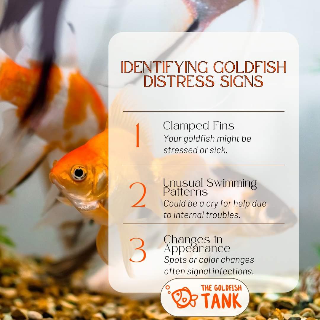 The Goldfish Tank on X: (1) Is your goldfish acting off