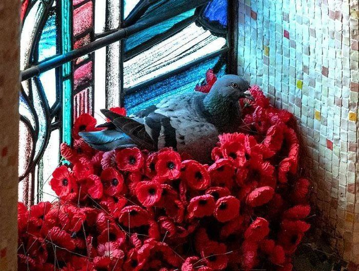 ksuunja's tweet photo. "В Австралии голубь одолжил у военного мемориала несколько сотен маков и свил из них очень красивое гнездо" :3 https://t.co/I6Aw72SiC2
