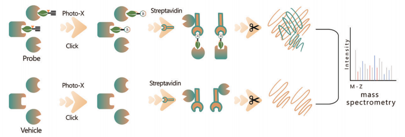 ChomiX chemoproteomics platform excels in discovering protein targets for natural products in Chinese medicine. 
#Chemoproteomics #NaturalProducts #ChineseMedicine