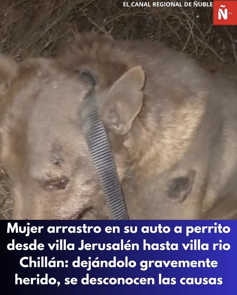 thcpiedpiper's tweet photo. TW // maltrato animal 

acá en Chillán una tipa que vive cerca de mi villa arrastró a un perrito aproximadamente x cinco minutos y lo dejó abandonado cerca de un río. El nombre de la agresora es Sol Muñoz Hermosilla. El perrito ya fue rescatado, pero esta enferma culia » https://t.co/vGdrmrWFAE