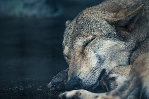WolfRayven's tweet photo. ๐๐๐๐๐๐ข ๐๐๐๐ ๐
๐๐๐๐ ๐บ๐ค
โขโขโขโโขโขโข
#Wolf #Wolves #SpiritAnimal #Beautifulย #Stunning #Georgous #Nature #SleepyWolf #SleepyVibes #GoodNight #Dreams
๐ธ ๐ฒ๐๐๐๐๐ ๐๐ ๐พ๐ ๐๐๐ https://t.co/yM0h9ndXnK