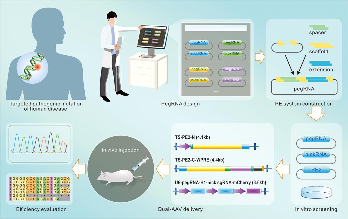 Xianqun Fan, Shengfang Ge and Zhi Yang (Shanghai JiaoTong University School of Medicine) introduce the innovation and evolutionary  strategy of #PrimeEditing (PE) systems and the auxiliary tools for PE design and  analysis. 
Read it on doi.org/10.1016/j.scib…
@ElsLifeSciences