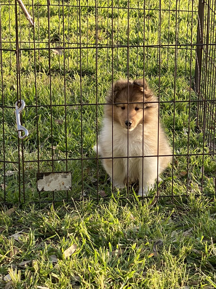 Mom put me in jail tonight because I get so busy in the big yard, I don’t do my business! Ooops! Love, Baby Kai #dogsoftwitter #dogsofX #puppylove