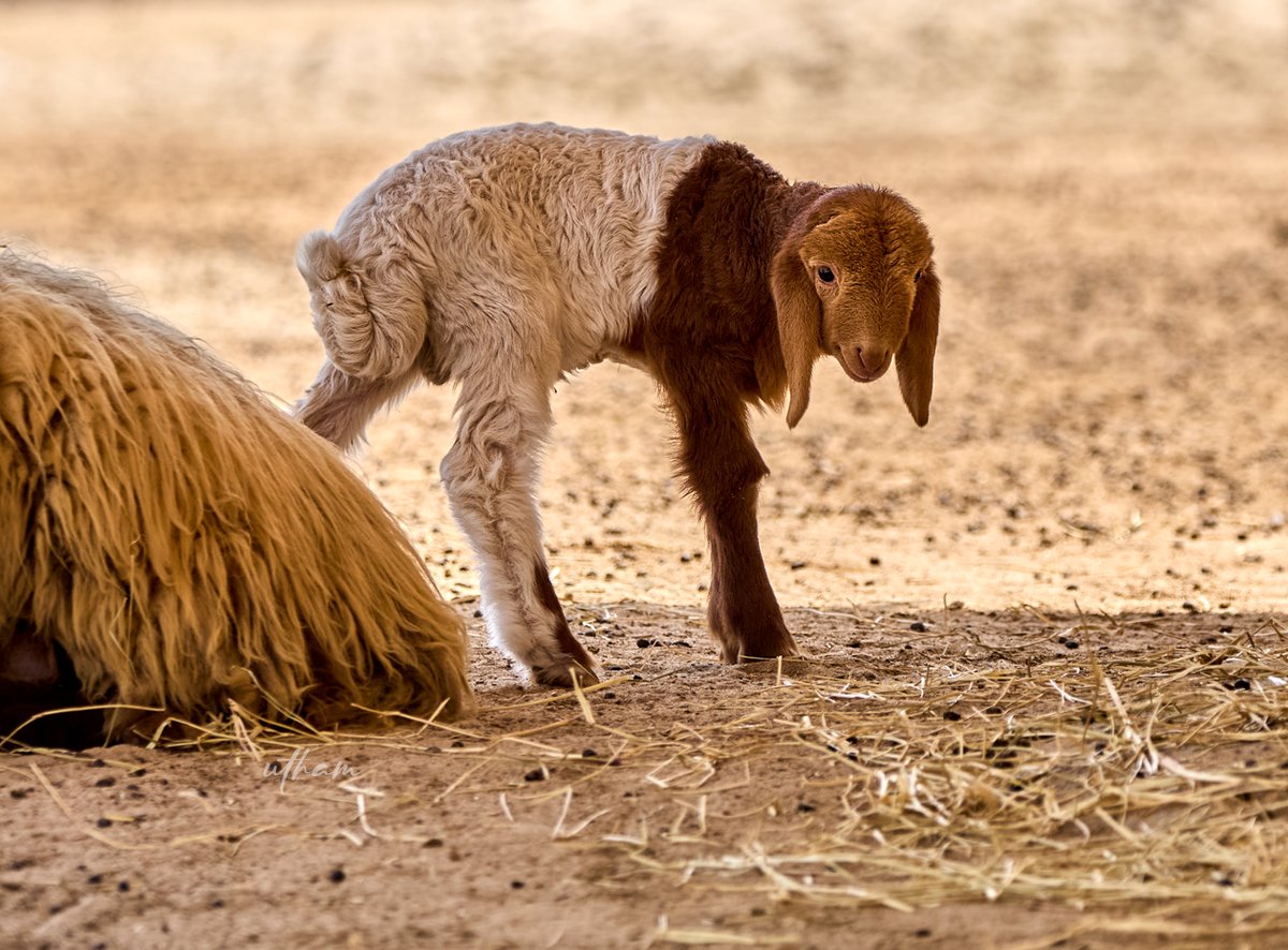 uthamz's tweet photo. A Pilgrim's Postcards - 

Al Green wildlife park, Bahrain

#travel,#travelphotography,#nature,#bahrain,#alareen_park,#animals, #baby_animals https://t.co/XbNxWtwxwY