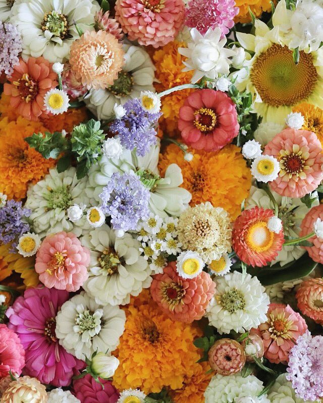 GeminiFlowerSh1's tweet photo. Arreglos florales solo en Gemini Flower Shop &amp; More. ✨💐

#Flores #Flower #ArreglosFlorales #ConsumeLocal #Aguascalientes https://t.co/Bnop8hwwXF
