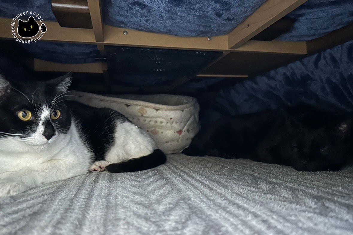 おわかりいただけるだろうか… この写真にねこが2匹いることに…