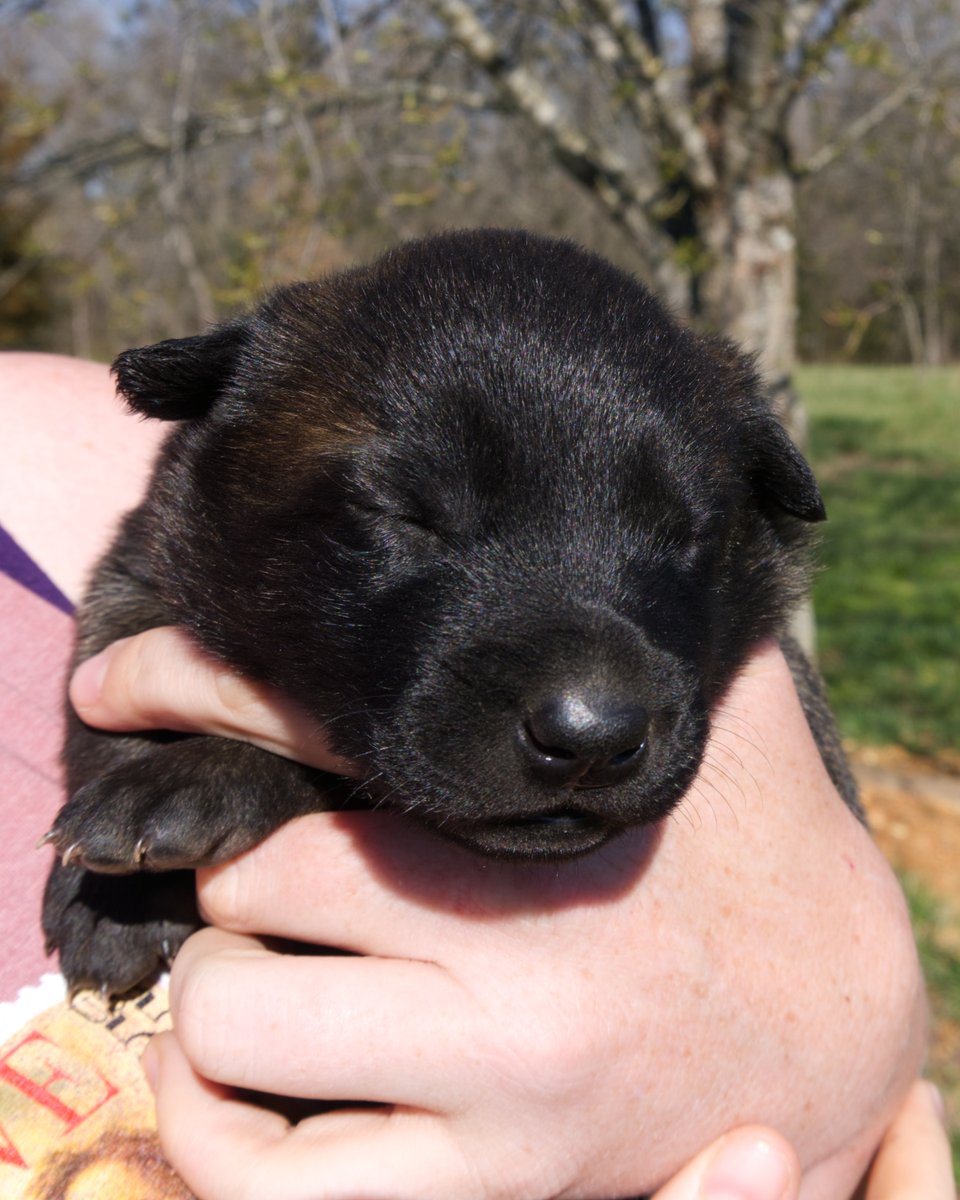 MtnMalinois's tweet photo. Eyes Opening Up! https://t.co/Mwna1UMgDU