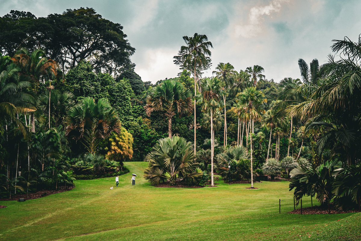 Botanic Garden, Singapore

📷 Leica x1

#싱가포르 #보타닉가든 #정원 #공원 #잔디밭 #사진 #여행사진 #여행 #라이카 #라이카x1 #photo #photography #travel #travelphotography #singapore #botanicgarden #park #garden #leica #leica_camera #1x #photocommune #leicaedc #myleicaphoto #leicax1