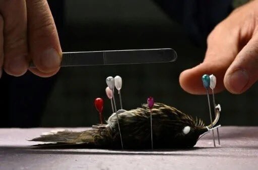 ICNUNAL's tweet photo. Peligra la colección que cuida la riqueza de Colombia, el país más diverso en aves https://t.co/Ky3tfLlN4l https://t.co/syjdX4bhqT