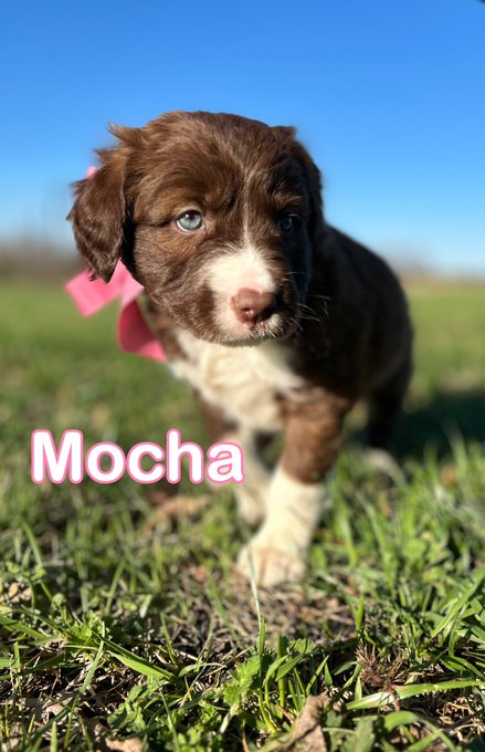 I should give it all up and focus on my puppy adoption photography 🥹 https://t.co/asonbYXDKM<a href="/tag/realloyalfans"class="tags"><span>#realloyalfans</span></a>