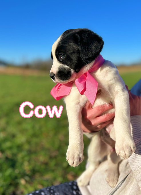 I should give it all up and focus on my puppy adoption photography 🥹 https://t.co/asonbYXDKM<a href="/tag/realloyalfans"class="tags"><span>#realloyalfans</span></a>