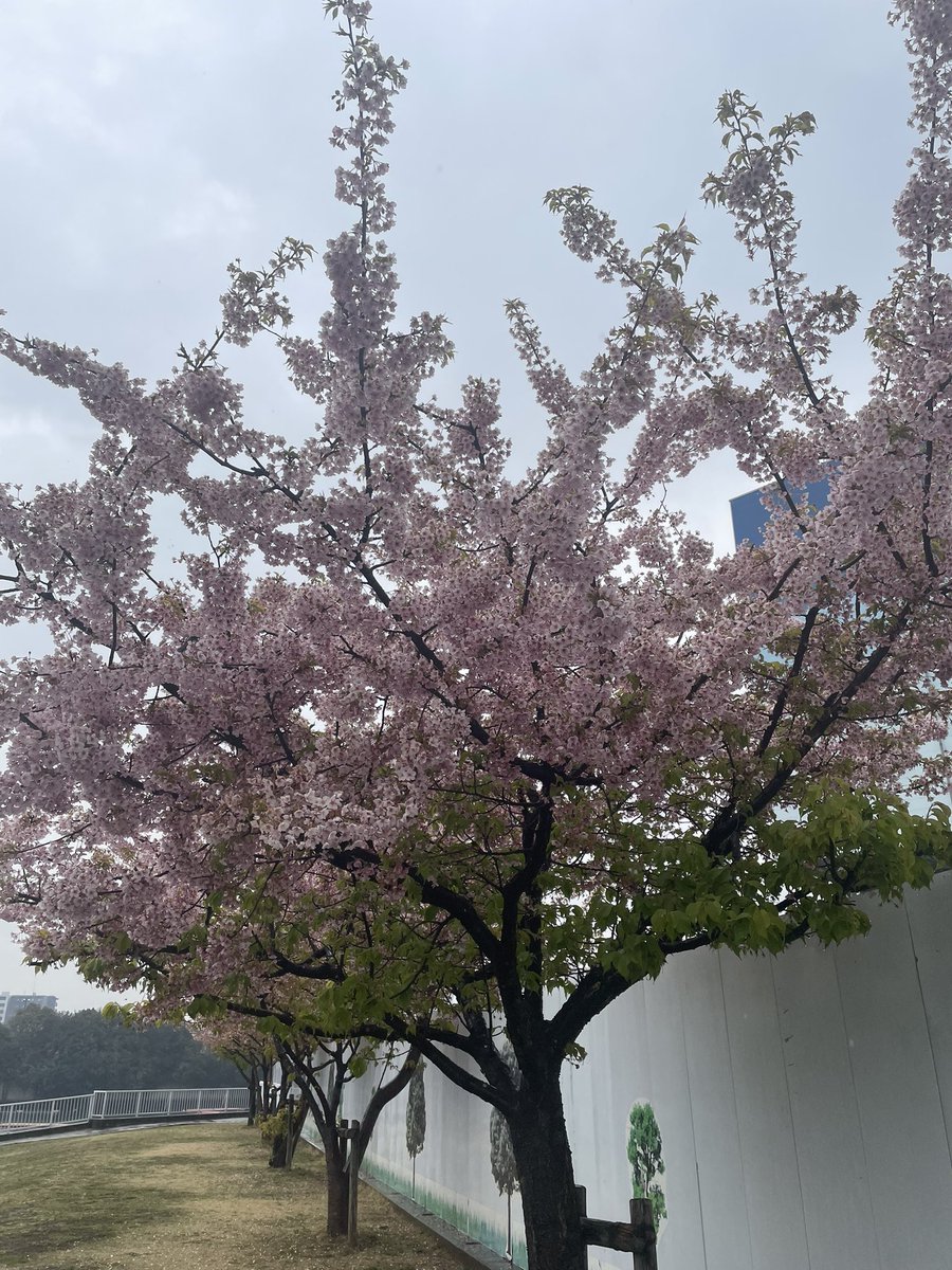 cub_boat's tweet photo. 雨やまないな https://t.co/WDko9oCt6P