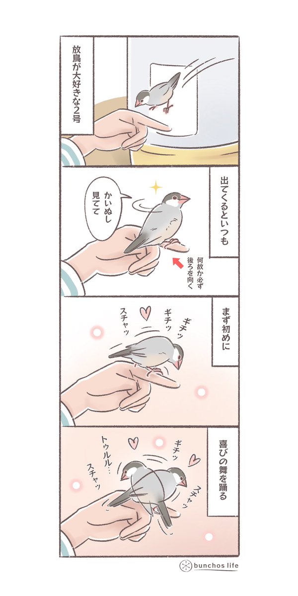 ケージから出るとまず初めに喜びの舞を踊る2号が可愛い
#文鳥 
#4コマ漫画 