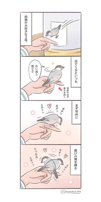 ケージから出るとまず初めに喜びの舞を踊る2号が可愛い
#文鳥 
#4コマ漫画 