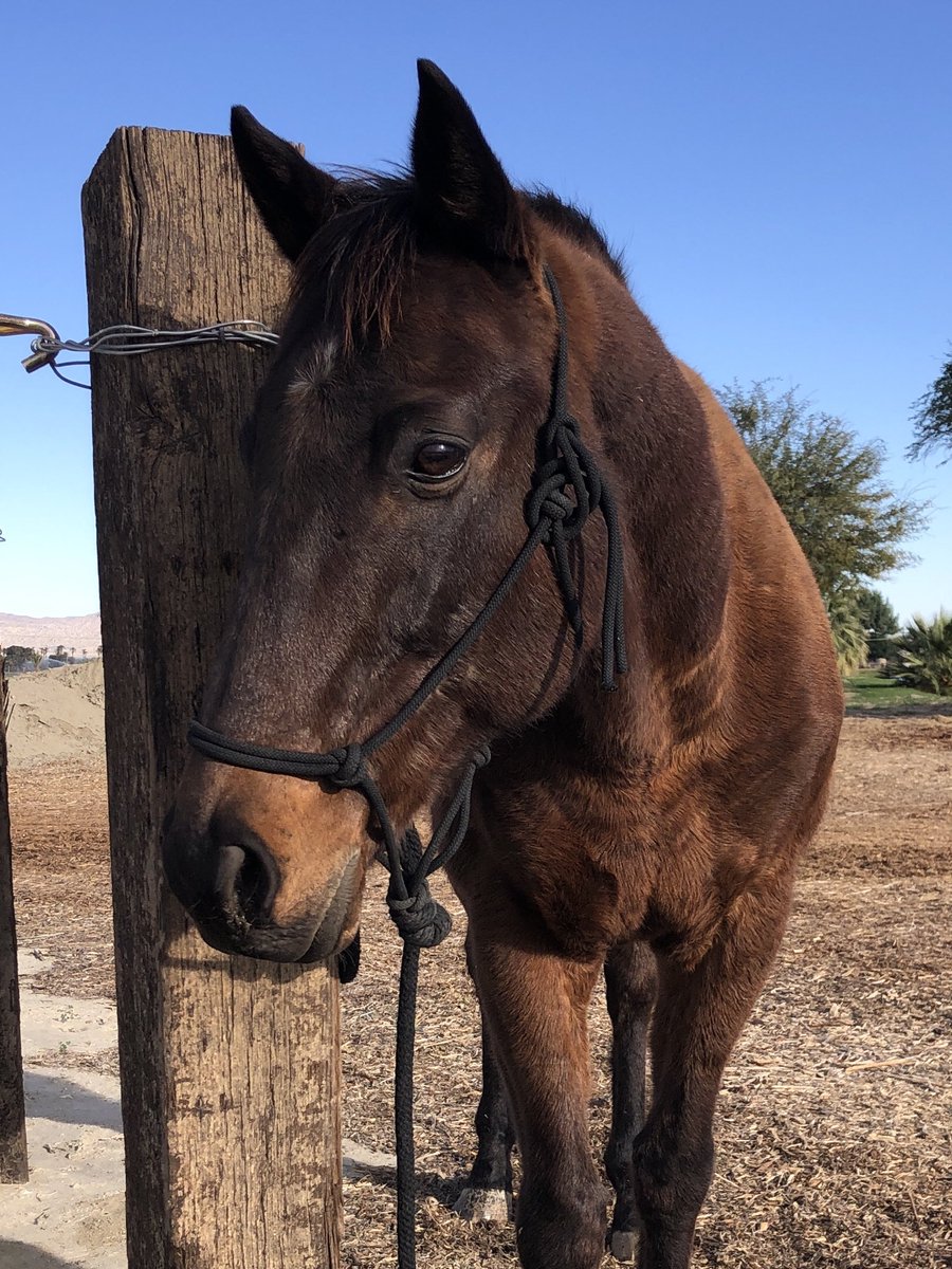GloriousAllianc's tweet photo. Hackleton, you are an inspiration in so many ways. Happy 15th birthday, babe! https://t.co/rcBdQSo846