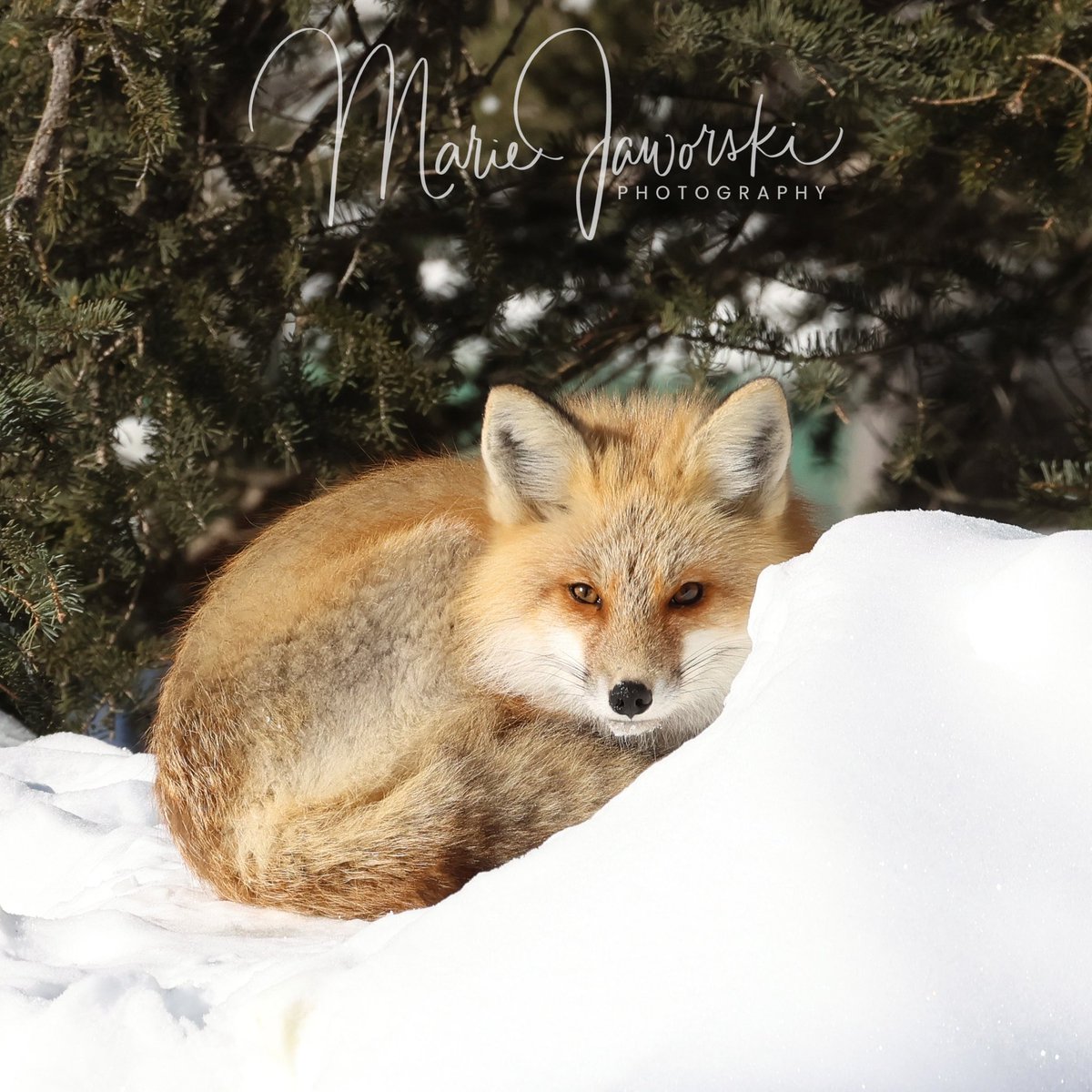 Goodnight 😴 💤 #redfox #fox #manitobawildlife