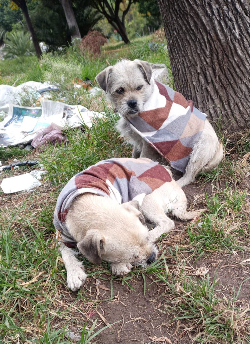 Antes de irte a dormir piensa en los miles de perritos en situación de calle que hoy no comieron nada,que hoy recibieron golpes y que quizás están muriendo por alguna enfermedad no atendida 😔 Esteriliza y adopta♥️🥺 Nuestras rescatadas Pía y Mía siguen en busca de un hogar. CDMX