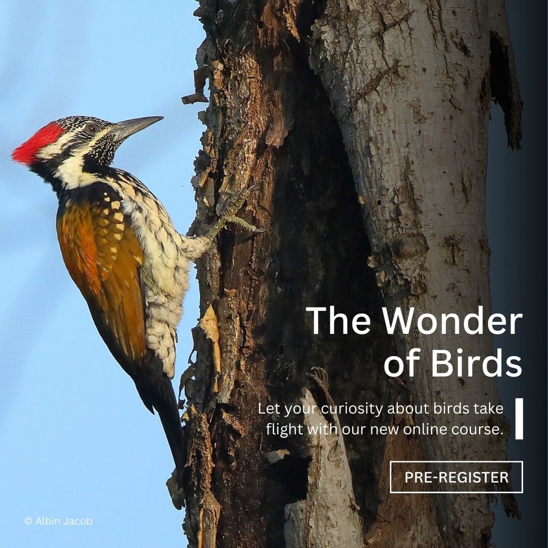 Early Bird (@earlybirdncf) on Twitter photo Get ready to spread your wings! We're excited for the upcoming launch of an online course "The Wonder of Birds", supported by <a href="/RNP_Foundation/">Rohini Nilekani Philanthropies</a> <a href="/RainmatterOrg/">Rainmatter Foundation</a> <a href="/HabitatsTrust/">The Habitats Trust</a>. Watch a promo & stay updated on the course launch by dropping your email ID here: bit.ly/twob7 Get ready to spread your wings! We're excited for the upcoming launch of an online course "The Wonder of Birds", supported by <a href="/RNP_Foundation/">Rohini Nilekani Philanthropies</a> <a href="/RainmatterOrg/">Rainmatter Foundation</a> <a href="/HabitatsTrust/">The Habitats Trust</a>. Watch a promo & stay updated on the course launch by dropping your email ID here: bit.ly/twob7