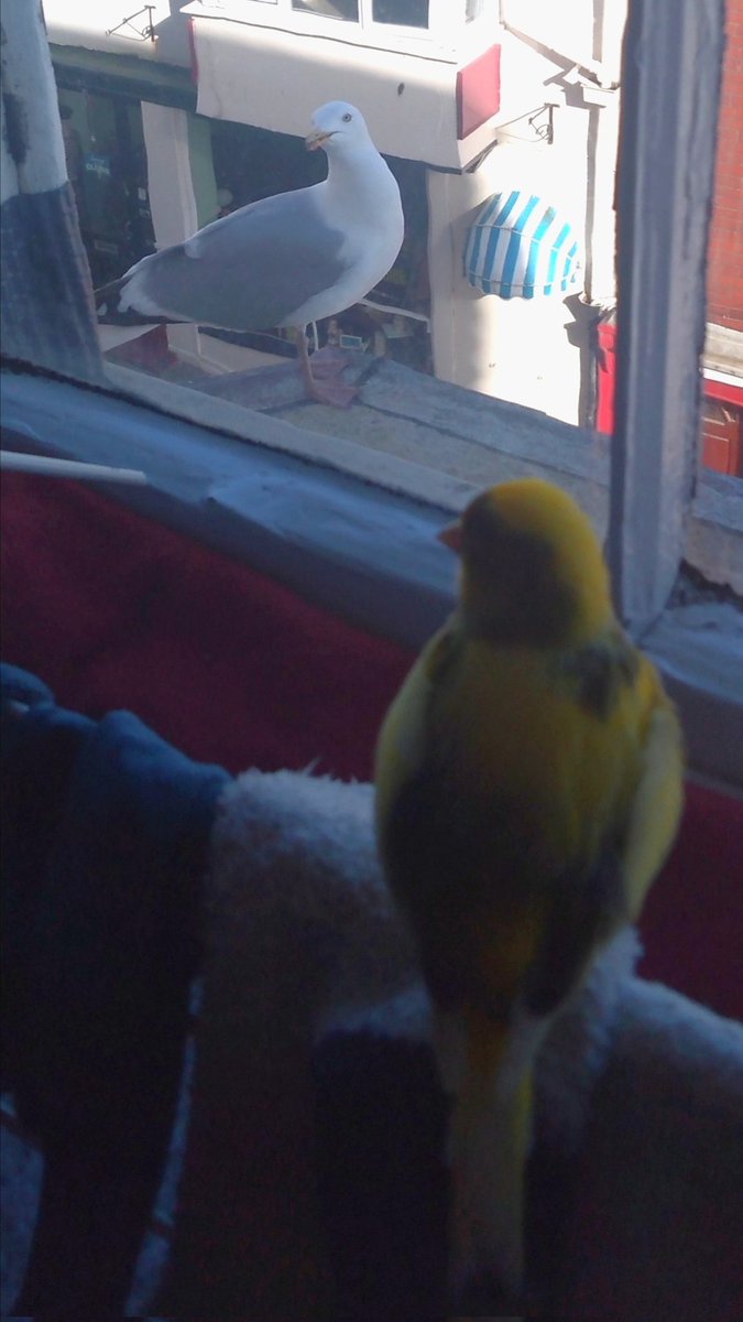 #Keith meets the neighbour
#ViewFromMyWindow
#seagull& #canary #birds
#birdsphotography
#BirdsOfTwitter