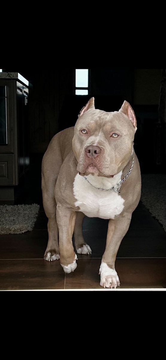 👨‍👩‍👧‍👦 family ran &amp; operated 
☀️ Located in California 
🗝 #consistencyiskey 
⬆️ #allthewayup 
King Titan 👑 #topdogbullies
Gracie Mae 🍑 #pitbullempire 
💻 Bosscobullies.com 
📲 (925)565-4317 XL 🍾
Lilac Tri 💜 temperament 🤍
structure 💪🏼
#lilactri #champagne #xlbullypuppies