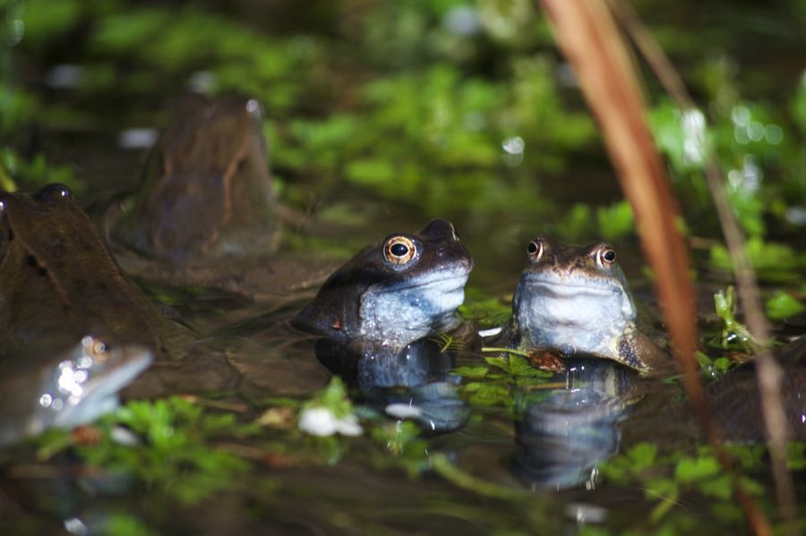 Habitats for frogs, toads & newts are in decline: 50% of ponds were lost during the 20th century – & of those that remain, 80% are in a poor state. So garden ponds are crucial for helping amphibians survive - & they help all sorts of other wildlife too! bit.ly/48Qej0n